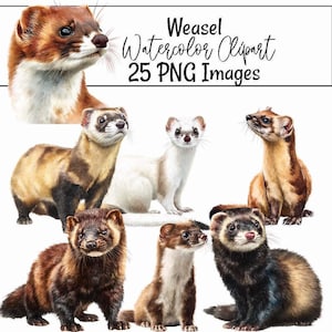 May include: Watercolor clipart featuring various weasels in different poses and colors, including brown, white, and black. The image includes the text "Weasel Watercolor Clipart 25 PNG Images."