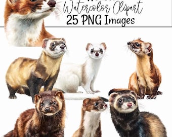 Weasel Clipart Ferret Artwork Woodland Animal Illustration Stoat Digital Download Mink Art Polecat Watercolor Images PNG Fisher Pine Marten