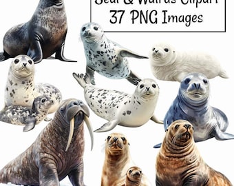Seal and Walrus Clipart Digital Watercolor Downloads Wildlife,Antarctica Animal Arctic Harbor Fur Sea Lion Leopard Harp Crabeater Seal