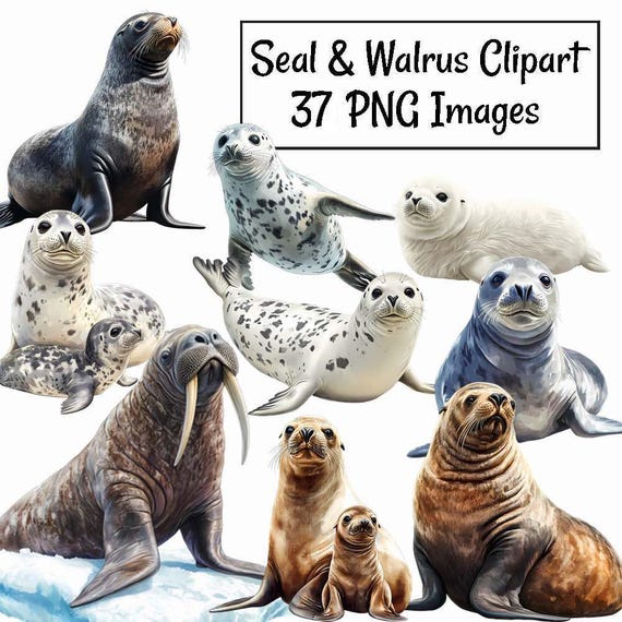 Seal and Walrus Clipart Digital Watercolor Downloads Wildlife,Antarctica Animal Arctic Harbor Fur Sea Lion Leopard Harp Crabeater Seal