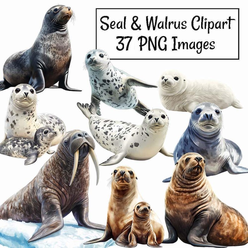 Foca y morsa Clipart Acuarela digital Descargas Vida silvestre, Antártida Animal Ártico Puerto Piel León marino Leopardo Foca cangrejera imagen 1