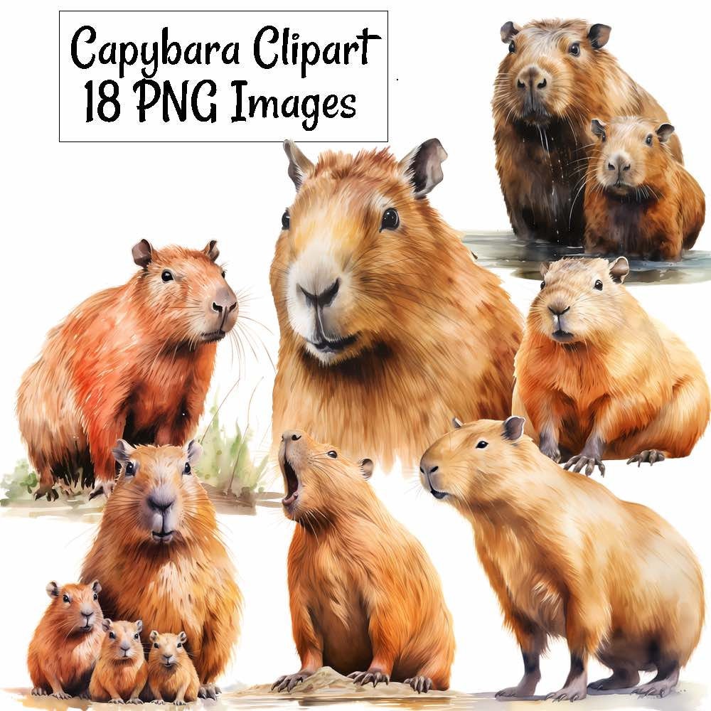 Capybara Watercolor Clipart Digital Downloads, 18 South America Jungle ...