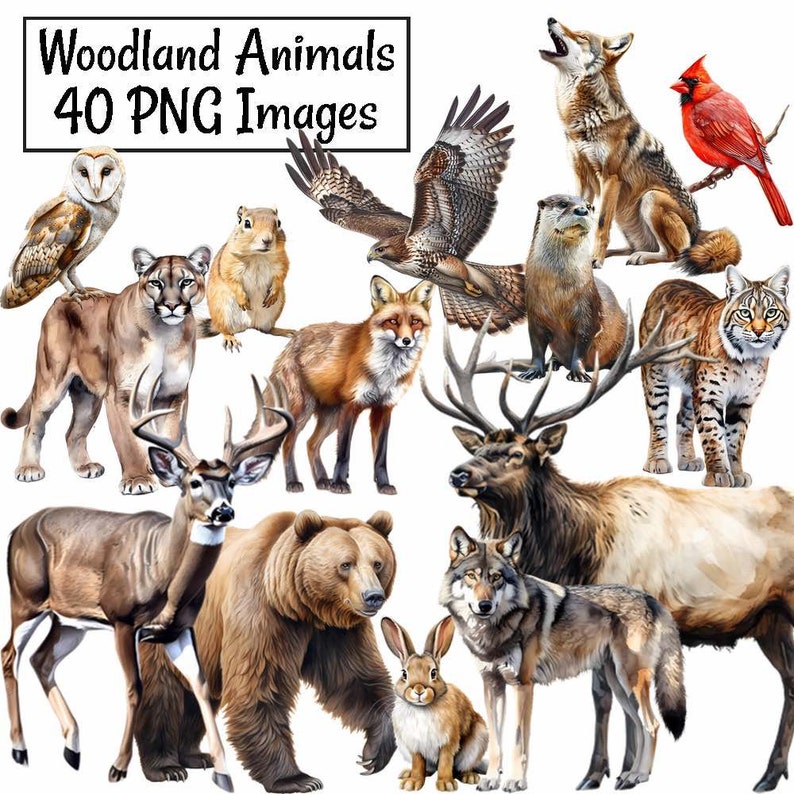 Woodland Animals Clipart, North America Watercolor Digital Downloads, 40 Forest Wildlife Overlay Deer Wolf Bear Rabbit Raccoon Fox Badger image 1