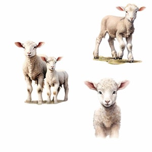 May include: Three white lambs with fluffy fur. Two lambs are standing side-by-side, while the third lamb is standing alone and looking directly at the camera.