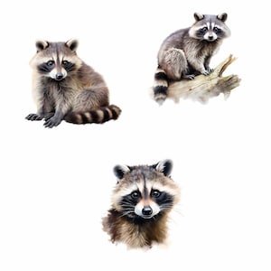 Puede incluir: Tres ilustraciones de acuarela de mapaches. Un mapache est&aacute; sentado en un tronco, otro est&aacute; sentado en el suelo y el tercero es un primer plano de la cara del mapache.