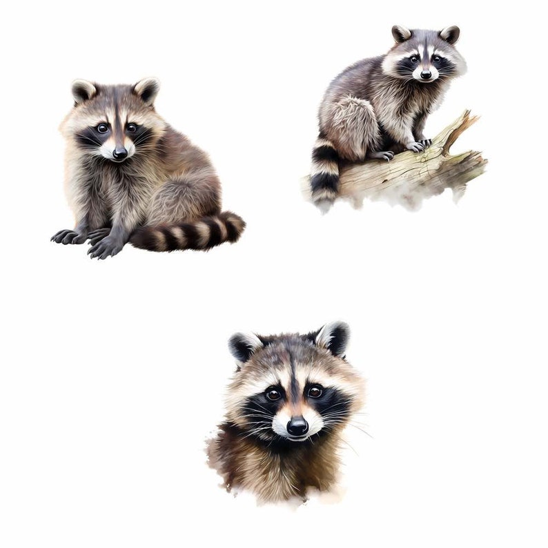 Puede incluir: Tres ilustraciones de acuarela de mapaches. Un mapache est&aacute; sentado en un tronco, otro est&aacute; sentado en el suelo y el tercero es un primer plano de la cara del mapache.