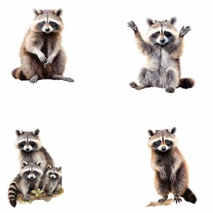 Puede incluir: Cuatro ilustraciones de mapaches. El primer mapache est&aacute; sentado derecho con las patas delante de &eacute;l. El segundo mapache est&aacute; sentado derecho con los brazos levantados en el aire. El tercer mapache est&aacute; sentado derecho con las patas delante de &eacute;l y dos mapaches m&aacute;s peque&ntilde;os est&aacute;n sentados delante de &eacute;l. El cuarto mapache est&aacute; de pie derecho con las patas delante de &eacute;l.