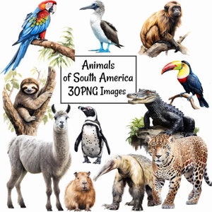 南米の動物、野生動物、水彩画、クリップアート、デジタルダウンロード、30種類の動物、ジャングル、アマゾン熱帯雨林、ジャガー、カピバラ、ラマ、ナマケモノ、コンゴウインコ