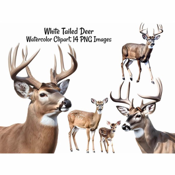 White Tailed Deer Watercolor Digital Downloads, 14 Buck Doe Fawn Antlers Woodland High Quality Overlay Clipart , Transparent Background