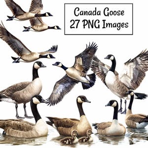 Canada Goose Watercolor Clipart Canadian Geese Wildlife Bird Digital Downloads Waterbird WaterFowl Gosling  Transparent Background