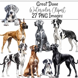 Può includere: Clipart ad acquerello con illustrazioni di cani Alani in varie pose e colori, tra cui nero, marrone e grigio. L'immagine include il testo "Great Dane Watercolor Clipart 27 PNG Images."