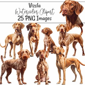Vizsla Dog Watercolor Digital Downloads Puppy Overlay Sublimation Dog Clipart ,Sporting Gun Dog, Hungarian Transparent Background