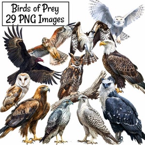 Birds of Prey Watercolor Clipart Digital Downloads Raptor Wildlife, Eagle Falcon Kestrel Owl Hawk Harrier Gyrfalcon Vulture Condor Osprey