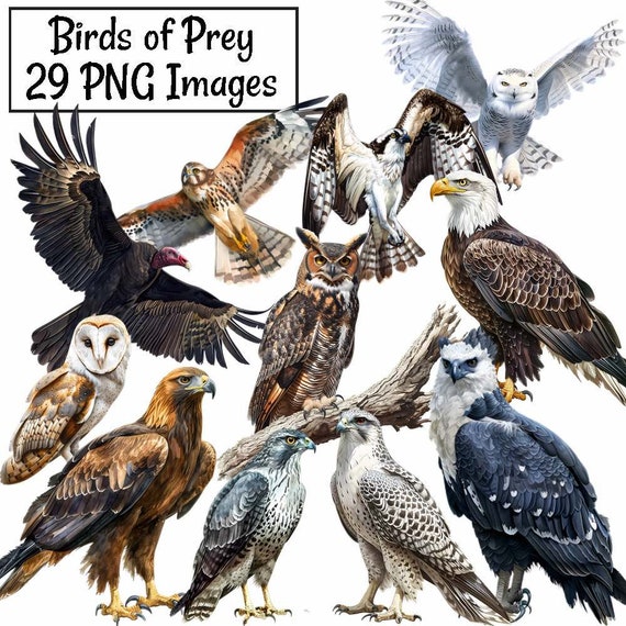Birds Of Prey Eagle Hawk Falcon Owl Vulture T-Shirt Birds Of Prey Eagle Hawk Falcon Owl Vulture T-Shirt