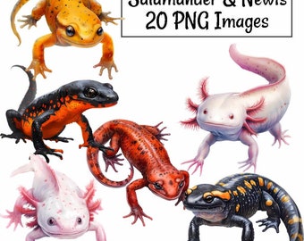 Salamander Newt Axolotl Clipart Digital Downloads, 20 PNG Amphibian Lizard Frog Reptile,  Mud Puppy Siren Animal, Transparent background