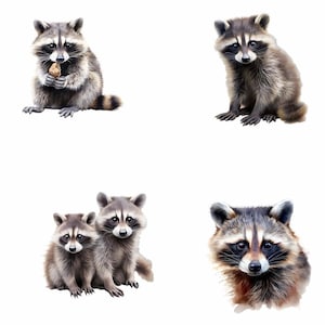 Puede incluir: Cuatro ilustraciones de acuarela de mapaches. El primer mapache est&aacute; sentado y sosteniendo un trozo de comida en sus patas. El segundo mapache est&aacute; sentado con sus patas metidas debajo de su cuerpo. El tercer mapache est&aacute; sentado con sus patas metidas debajo de su cuerpo, y un mapache m&aacute;s peque&ntilde;o est&aacute; sentado a su lado. El cuarto mapache est&aacute; mirando directamente al espectador.