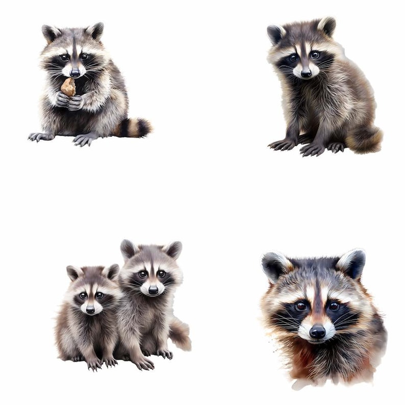 Puede incluir: Cuatro ilustraciones de acuarela de mapaches. El primer mapache est&aacute; sentado y sosteniendo un trozo de comida en sus patas. El segundo mapache est&aacute; sentado con sus patas metidas debajo de su cuerpo. El tercer mapache est&aacute; sentado con sus patas metidas debajo de su cuerpo, y un mapache m&aacute;s peque&ntilde;o est&aacute; sentado a su lado. El cuarto mapache est&aacute; mirando directamente al espectador.