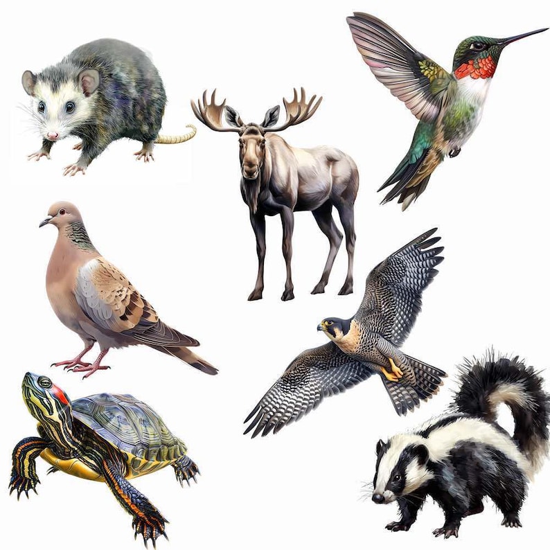 Woodland Animals Clipart, North America Watercolor Digital Downloads, 40 Forest Wildlife Overlay Deer Wolf Bear Rabbit Raccoon Fox Badger image 7