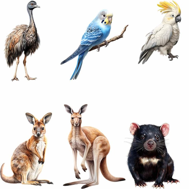 May include: A collection of Australian animals, including an emu, a blue budgie, a cockatoo, a kangaroo, and a Tasmanian devil.