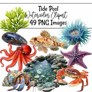 Op de afbeelding: Een verzameling aquarelillustraties met het onderwaterleven, waaronder groen zeewier, een blauwe mossel, een bruine vis, een blauwe zeeanemoon, een rode octopus, een paarse zeester, een heremietkreeft, een rode krab en een getijdenpoel met de tekst Tide Pool Watercolor Clipart 49 PNG Images.