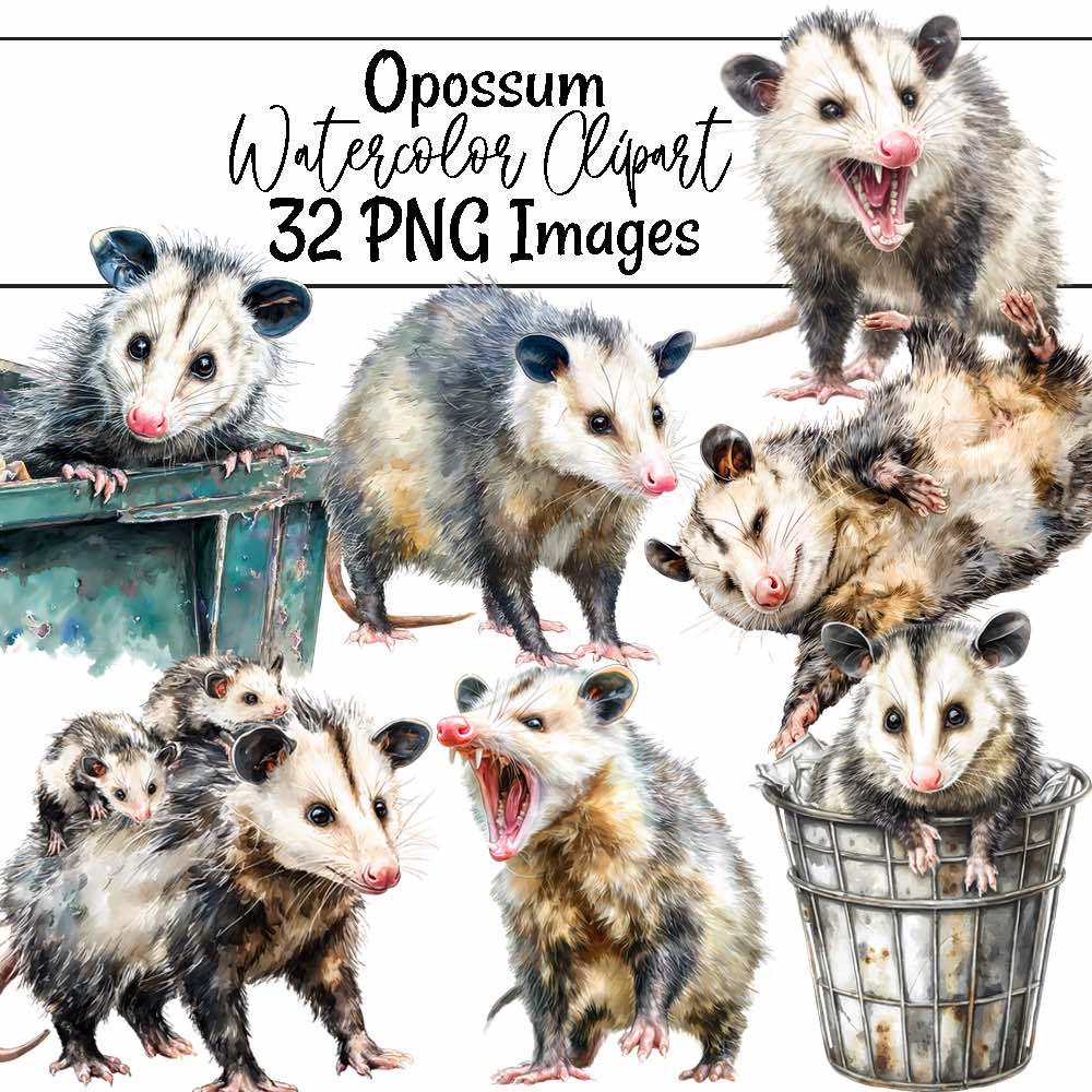 Marsupial Opossum