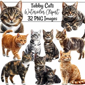 Op de afbeelding: Een verzameling van 32 aquarel illustraties van tabby-katten in verschillende poses. De katten zijn afgebeeld in een realistische stijl met gedetailleerde vachtpatronen en expressieve gezichten. De afbeeldingen zijn perfect voor gebruik in digitaal scrapbooken, kaart maken en andere creatieve projecten.