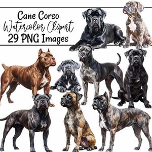 Cane Corso WatercolorClipart Puppy Digital Downloads Italian Mastiff Dog Breed Clipart Transparent Background Cane Corso Illustration