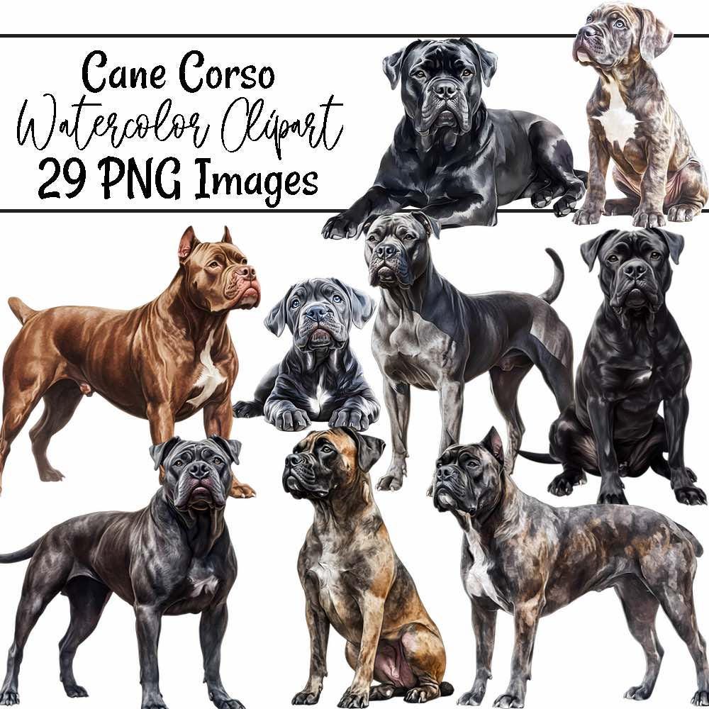 Cane Corso WatercolorClipart Puppy Digital Downloads Italian Mastiff Dog Breed Clipart Transparent Background Cane Corso Illustration