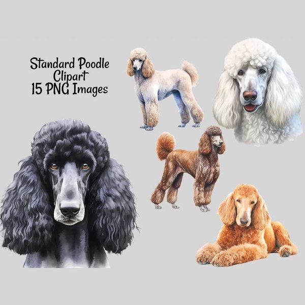 Standard Poodle Dog Watercolor Clipart Digital Downloads, 15 Overlay Miniature Standard Clipart , High Quality Transparent Background