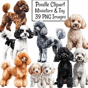 Puede incluir: Una colección de 10 ilustraciones de perros caniche en varios colores y poses. Los perros están representados en un estilo de dibujos animados con pelaje esponjoso y ojos expresivos. La imagen incluye el texto "Poodle Clipart Miniature & Toy 39 PNG Images".