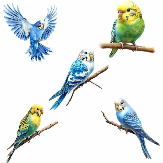 セキセイインコの水彩画クリップアート、26 種類のインコの鳥の