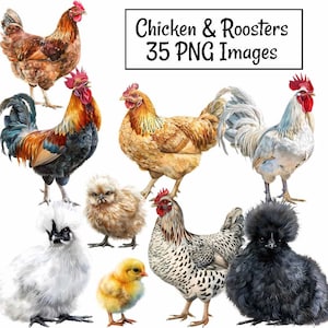Clipartset kip en haan, 35 pluimveehouderij aquarel dieren afdrukbare digitale downloads, gevogelte Silkie Leghorn eieren Chick Country