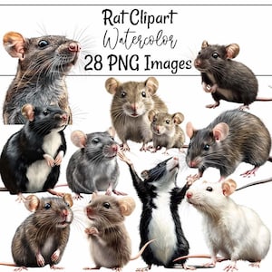 Rat watercolor Clipart Cute Rodent Print Art Instant Download Animal Illustration Woodland Wildlife Clipart DIY Craft Projects Pet Digital