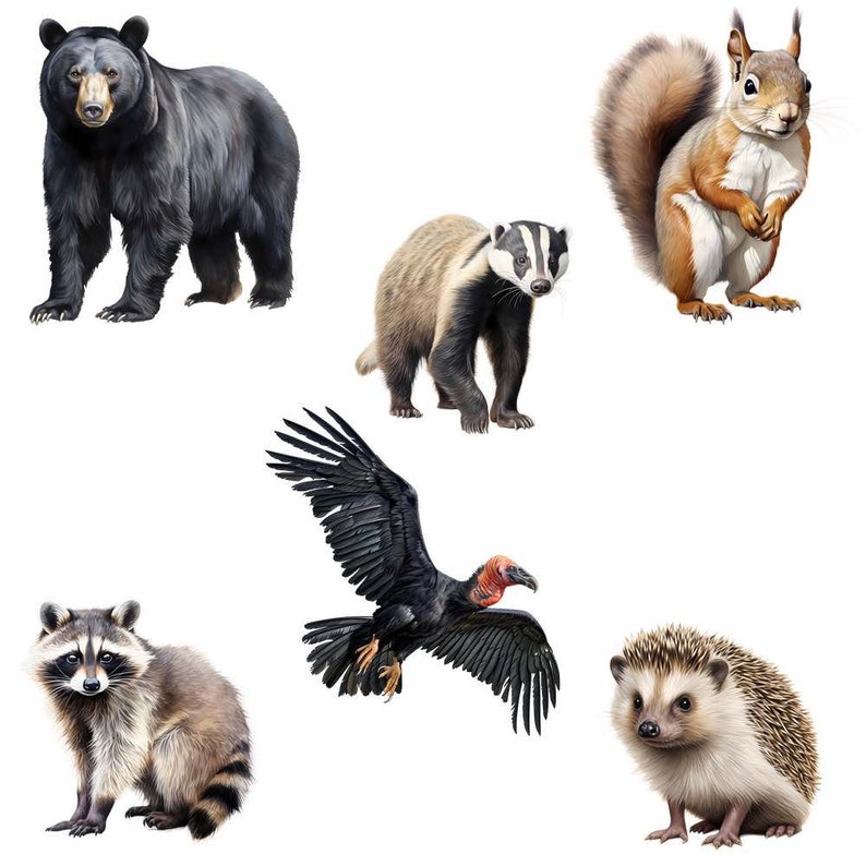 Woodland Animals Clipart, North America Watercolor Digital Downloads, 40 Forest Wildlife Overlay Deer Wolf Bear Rabbit Raccoon Fox Badger image 5