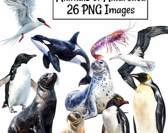 Antarctica Animal Clipart Digital Watercolor Downloads Wildlife, South Pole Ice Glacier Snow Penguin Whale Illustration Seal Albatross Art