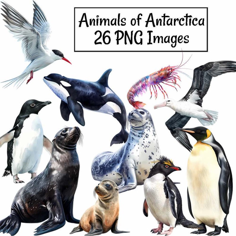 May include: A collection of 26 digital illustrations of animals found in Antarctica. The images include a penguin, a seal, an orca, a seabird, a shrimp, and a tern.  Animals of Antarctica 26 PNG Images.