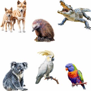 May include: A collection of Australian animals, including a dingo, a echidna, a crocodile, a koala, a cockatoo, and a rainbow lorikeet.