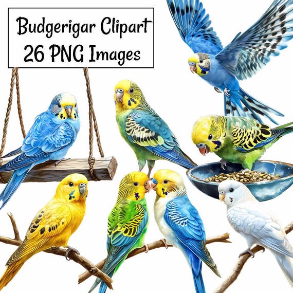 セキセイインコの水彩画クリップアート、26 種類のインコの鳥の