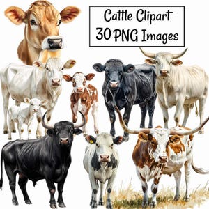 Op de afbeelding: Een digitale illustratie met verschillende runderrassen, waaronder bruine, zwarte en witte koeien en stieren. De afbeelding bevat de tekst "Cattle Clipart 30 PNG Images" in een zwart rechthoekig kader.