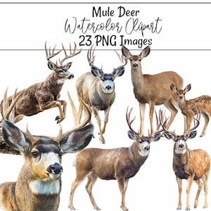 Op de afbeelding: Waterverf clipart met meerdere muildieren in verschillende poses. De afbeelding bevat volwassen herten met grote geweien, een hinde en een hertje met gevlekte vacht. De tekst bovenaan luidt "Mule Deer Watercolor Clipart 23 PNG Images."