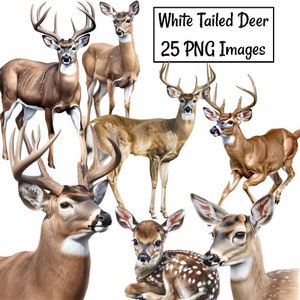 White Tailed Deer Watercolor Clipart,Digital Downloads  Buck Doe Fawn Antlers Woodland High Quality Overlay , Transparent Background