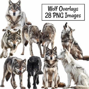 Wolf Overlay Wölfe realistische digitale Downloads, 28 Wolf Clipart, hochwertige transparente Hintergrund, Tier Wildtier Fotograf