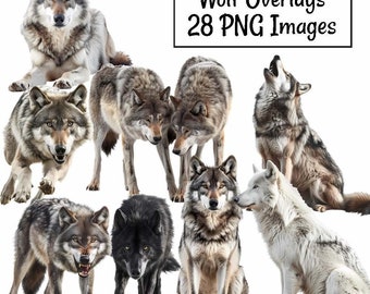 Wolf Overlay Wolves Realistic Digital Downloads Wolf Clipart Woodland High Quality Transparent Background, Animal Wildlife Photographer