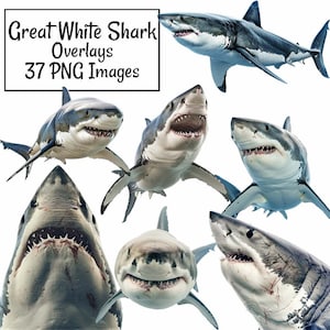 Great White Shark Overlay Realistic Digital Downloads Real Sea Life Jaws Ocean Underwater Beach Clipart,Fish Animal Photographer, PNG