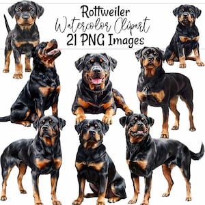 Rottweiler Watercolor Clipart Digital Downloads Sublimation Dog Clipart Dog Breed Rottie Art Illustration Rottweiler  Pet Dog