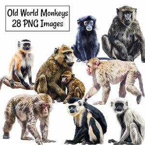 May include: A collection of 28 Old World monkey illustrations, including a baboon, a macaque, and a black and white monkey. The monkeys are depicted in a realistic style with detailed fur and facial expressions.