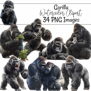 Könnte beinhalten: Eine Sammlung von Aquarell-Clipart-Bildern mit Gorillas in verschiedenen Posen. Die Bilder zeigen ein Babygorilla, Gorillas beim Essen und Gorillas, die interagieren. Der Text "Gorilla Watercolor Clipart 34 PNG Images" ist oben zu sehen.
