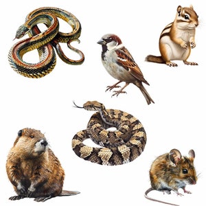 Woodland Animals Clipart, North America Watercolor Digital Downloads, 40 Forest Wildlife Overlay Deer Wolf Bear Rabbit Raccoon Fox Badger image 2