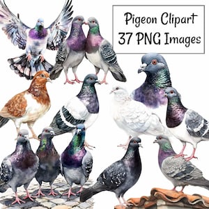 May include: A set of 37 digital clipart images featuring watercolour illustrations of pigeons in various poses and colours. The images include pigeons with brown, white, grey, and purple feathers. The text "Pigeon Clipart 37 PNG Images" is visible in the image.