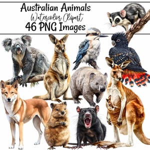 Australian Wildlife Watercolor Clipart Digital Downloads  Outback Australia Animal High Quality Kangaroo Dingo Koala Cockatoo Wombat